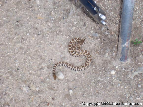 Southern Pacific Rattlesnake (Crotalus oreganus helleri)