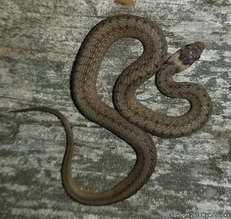 Northern Brownsnake (Storeria dekayi dekayi)