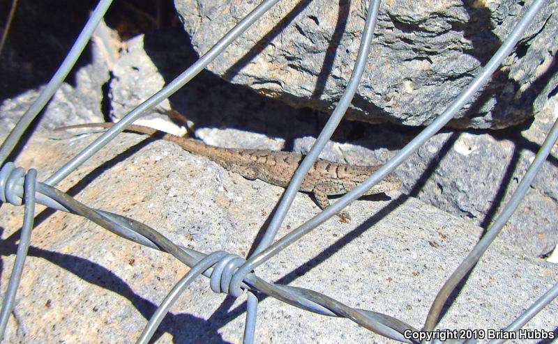 Prairie Lizard (Sceloporus consobrinus)