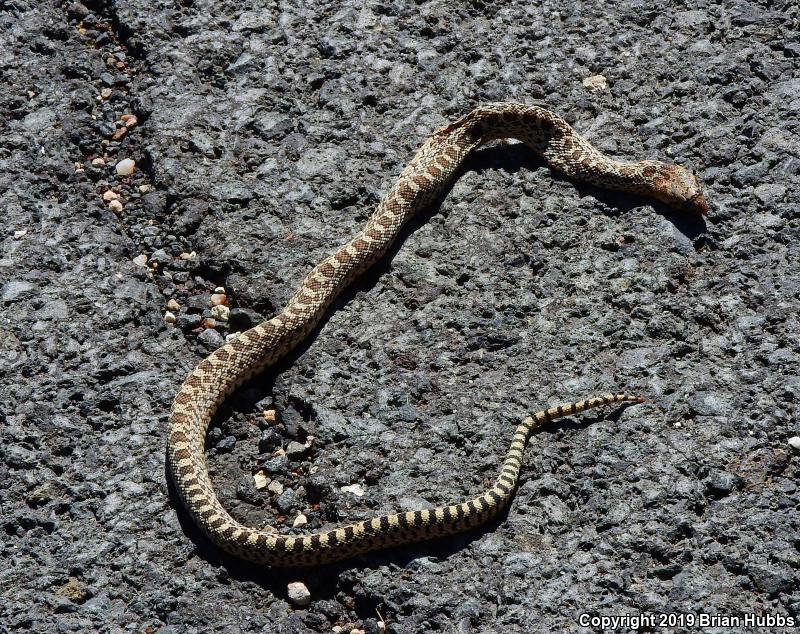 Bullsnake (Pituophis catenifer sayi)