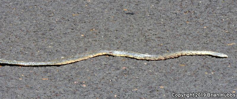 Bullsnake (Pituophis catenifer sayi)