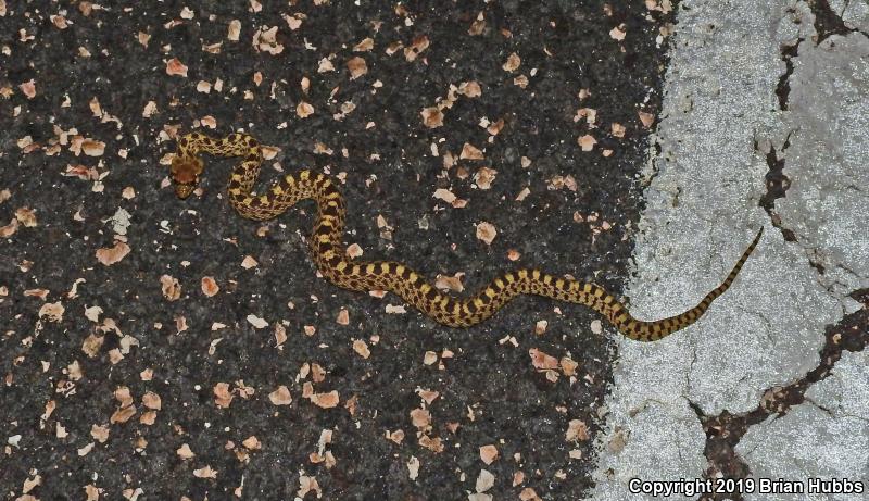 Bullsnake (Pituophis catenifer sayi)