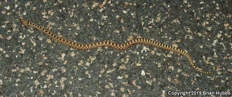 Bullsnake (Pituophis catenifer sayi)