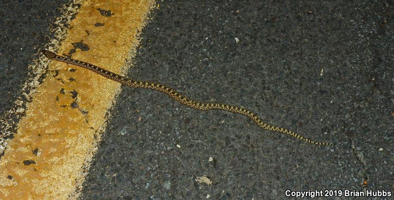 Bullsnake (Pituophis catenifer sayi)