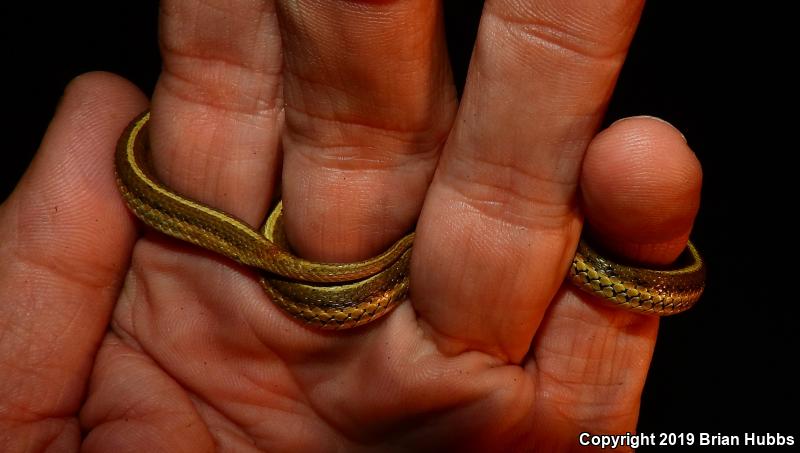 Lined Snake (Tropidoclonion lineatum)