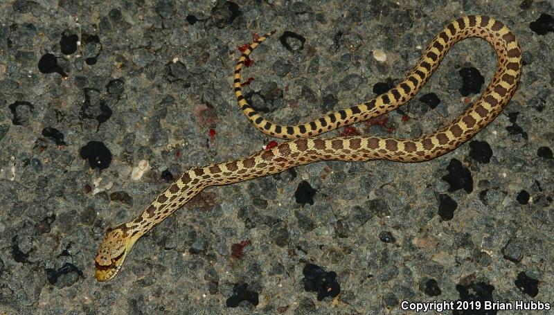 Bullsnake (Pituophis catenifer sayi)