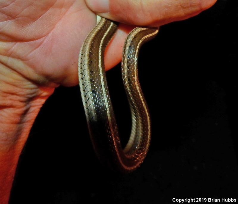 Lined Snake (Tropidoclonion lineatum)
