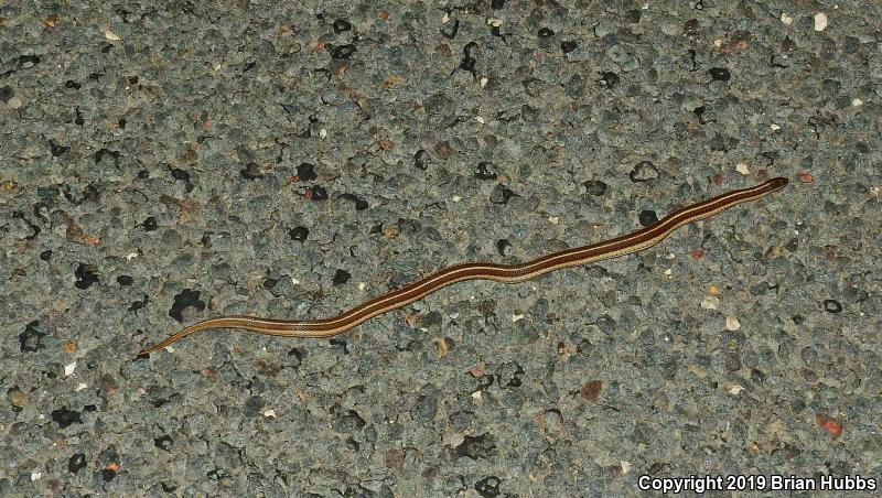 Lined Snake (Tropidoclonion lineatum)