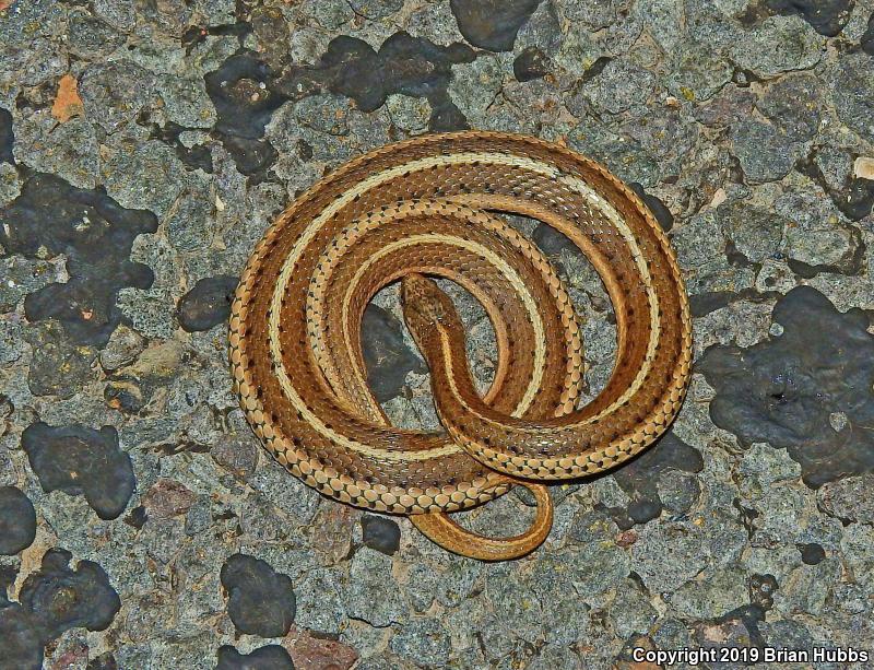 Lined Snake (Tropidoclonion lineatum)