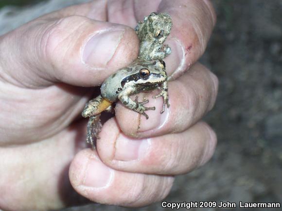 California Treefrog (Pseudacris cadaverina)