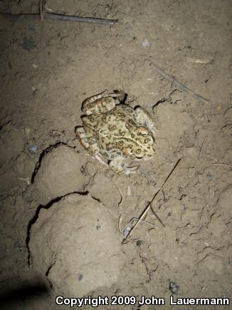 Southern California Toad (Anaxyrus boreas halophilus)