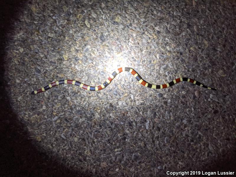 Arizona Coralsnake (Micruroides euryxanthus euryxanthus)