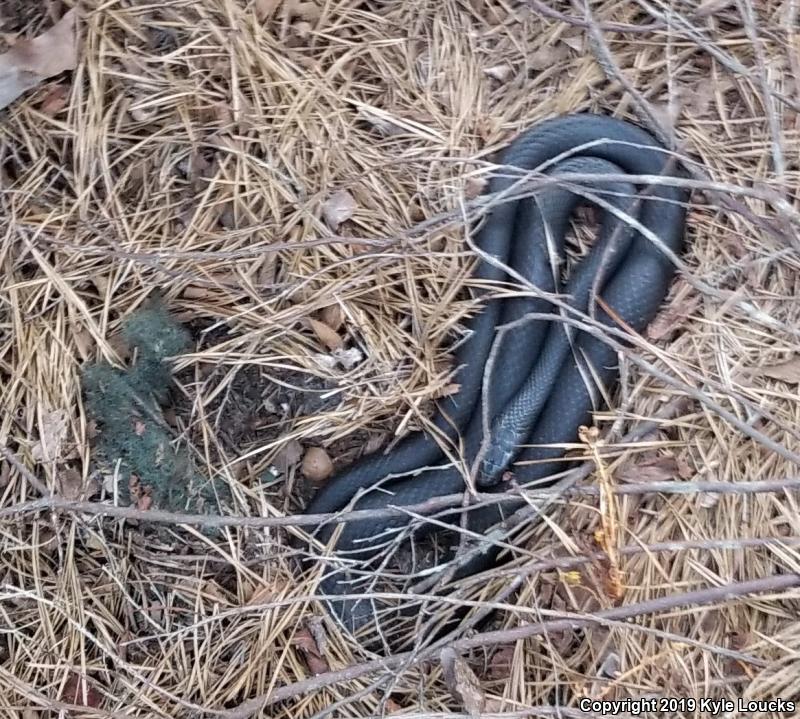 Northern  Black Racer (Coluber constrictor constrictor)