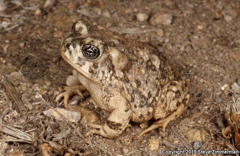 Arroyo Toad (Anaxyrus californicus)