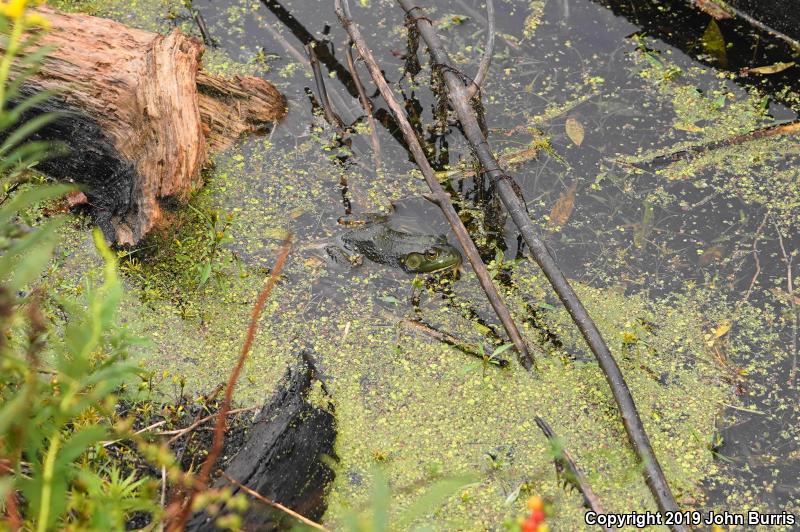 American Bullfrog (Lithobates catesbeianus)