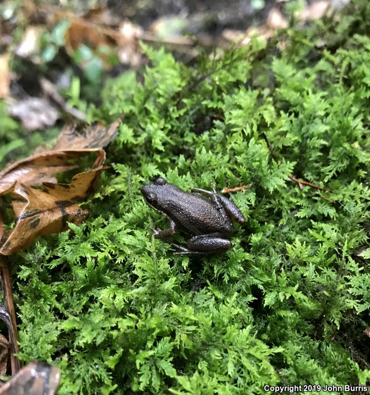 Boreal Chorus Frog (Pseudacris maculata)