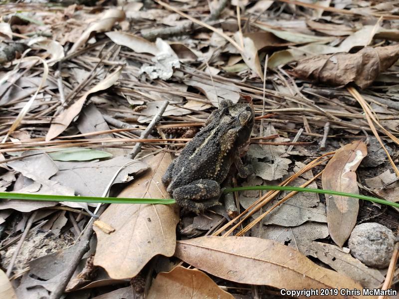 Gulf Coast Toad (Ollotis nebulifer)