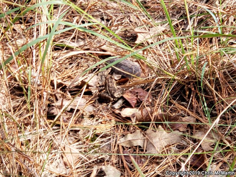 Southern Leopard Frog (Lithobates sphenocephalus)