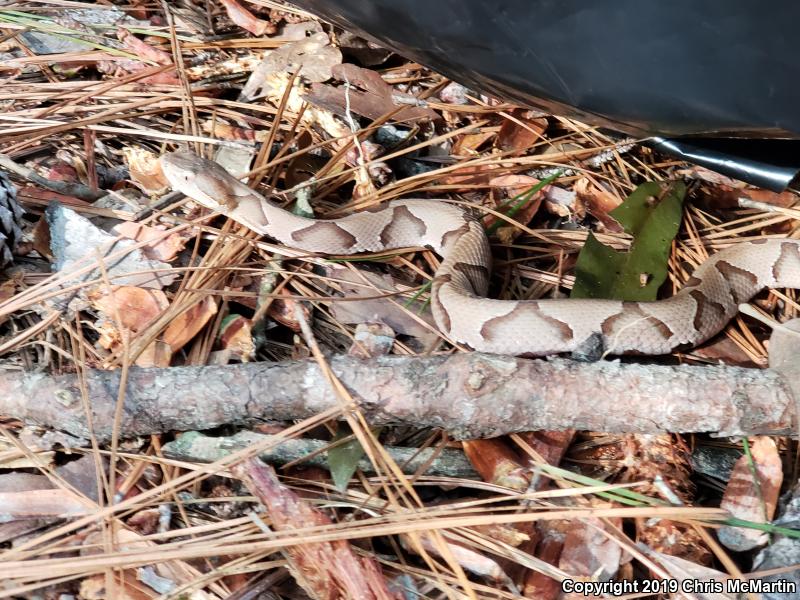 Southern Copperhead (Agkistrodon contortrix contortrix)