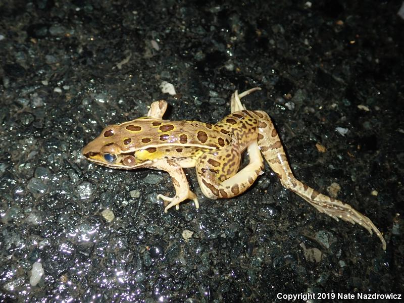 Southern Leopard Frog (Lithobates sphenocephalus utricularius)