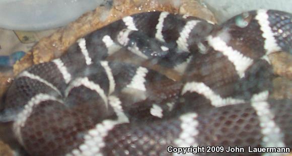 California Kingsnake (Lampropeltis getula californiae)