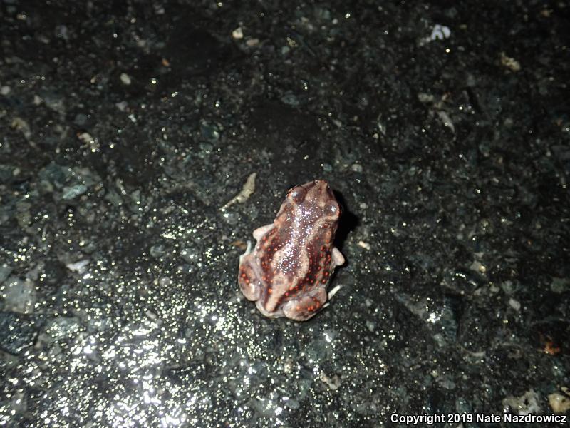 Eastern Spadefoot (Scaphiopus holbrookii)