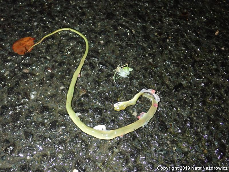 Northern Rough Greensnake (Opheodrys aestivus aestivus)