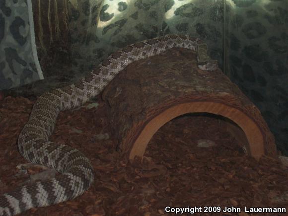 Southern Pacific Rattlesnake (Crotalus oreganus helleri)