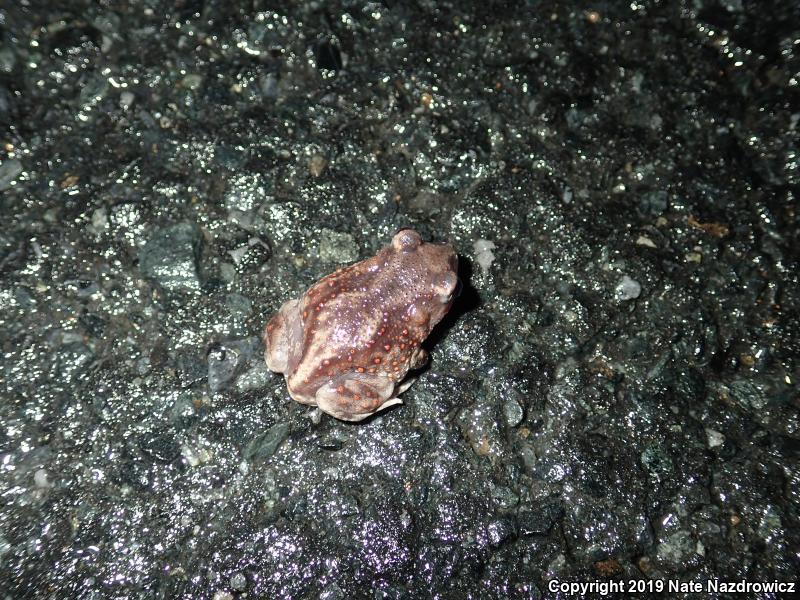 Eastern Spadefoot (Scaphiopus holbrookii)