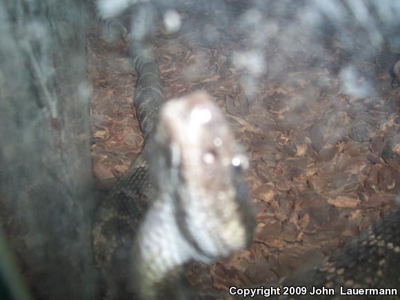 Southern Pacific Rattlesnake (Crotalus oreganus helleri)