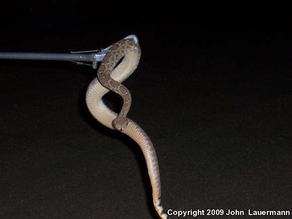 Western Diamond-backed Rattlesnake (Crotalus atrox)