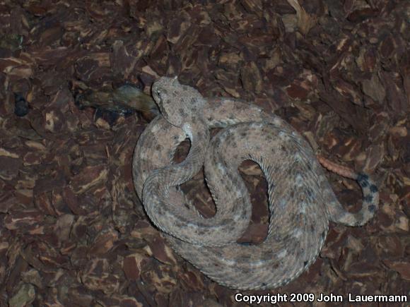 Colorado Desert Sidewinder (Crotalus cerastes laterorepens)