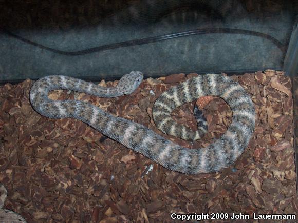 Southwestern Speckled Rattlesnake (Crotalus mitchellii pyrrhus)