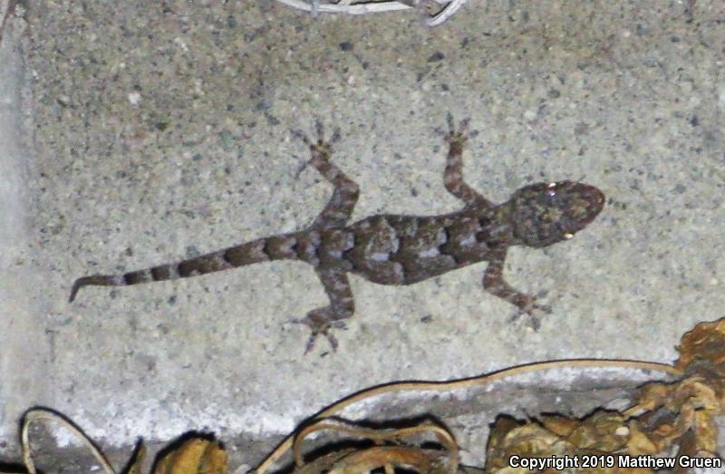 Wood Slave (Hemidactylus mabouia)