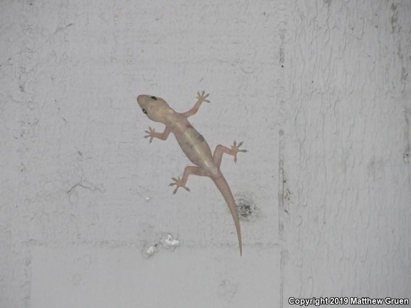 Wood Slave (Hemidactylus mabouia)