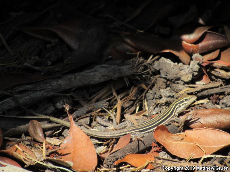 Sonoran Spotted Whiptail (Aspidoscelis sonorae)