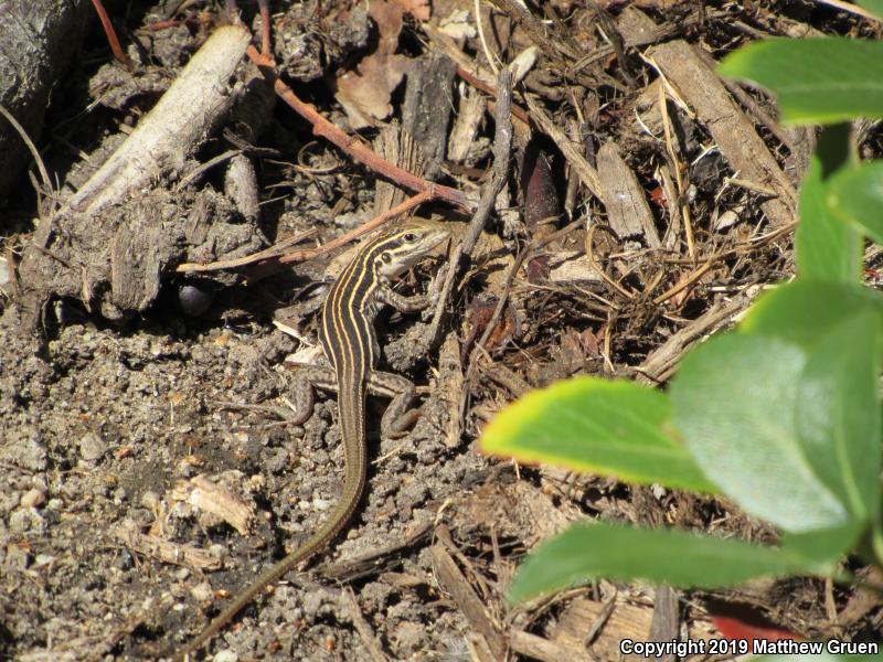 Sonoran Spotted Whiptail (Aspidoscelis sonorae)