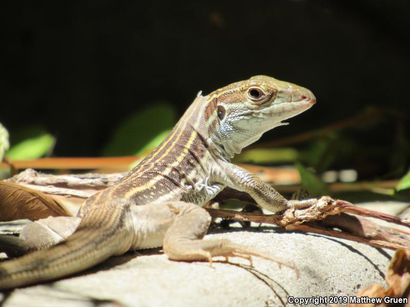 Sonoran Spotted Whiptail (Aspidoscelis sonorae)