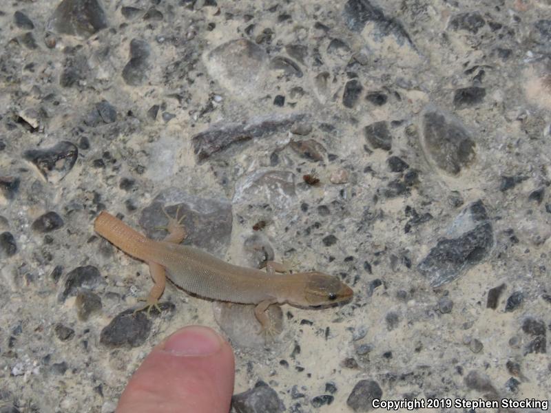 Desert Night Lizard (Xantusia vigilis vigilis)