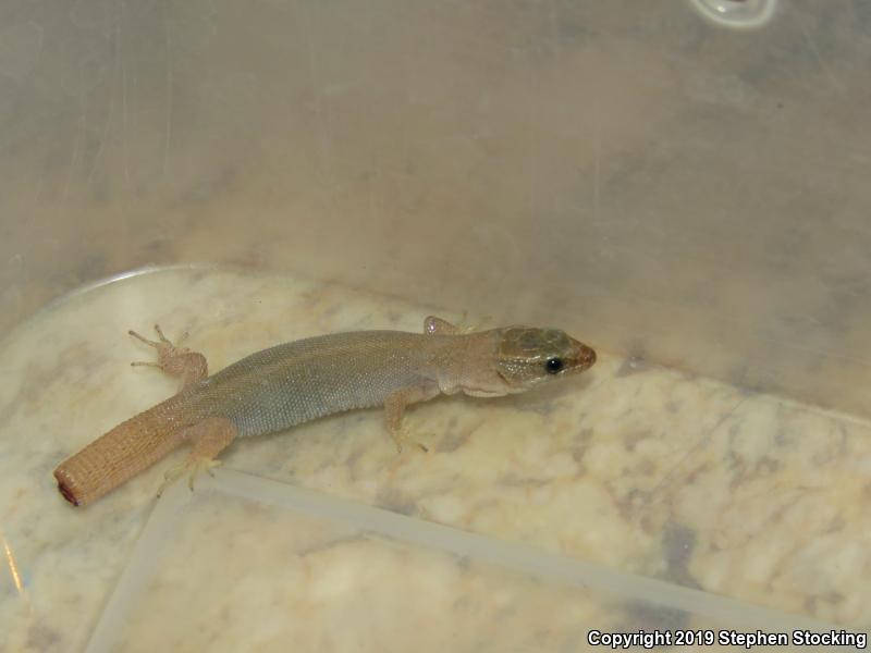 Desert Night Lizard (Xantusia vigilis vigilis)