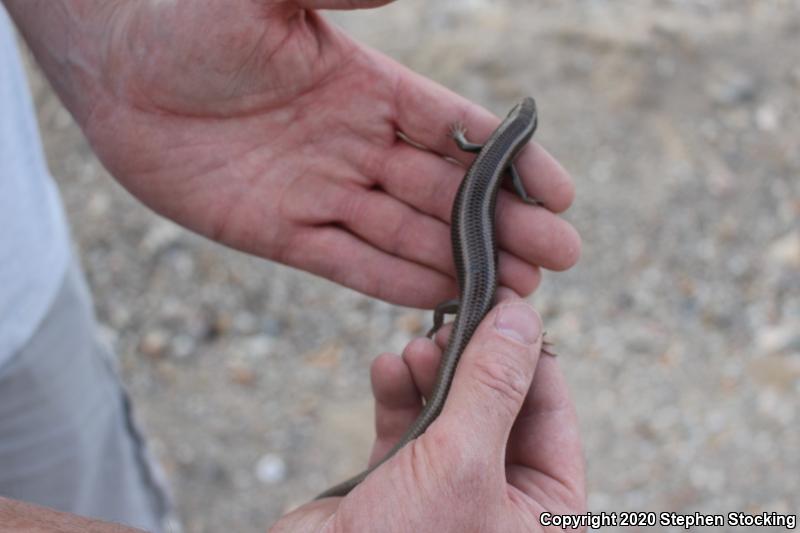 Western Redtail Skink (Plestiodon gilberti rubricaudatus)