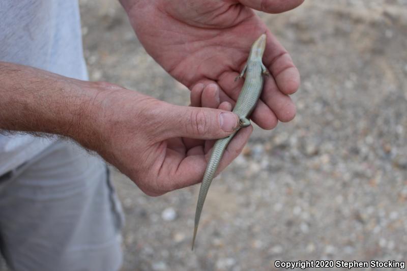 Western Redtail Skink (Plestiodon gilberti rubricaudatus)