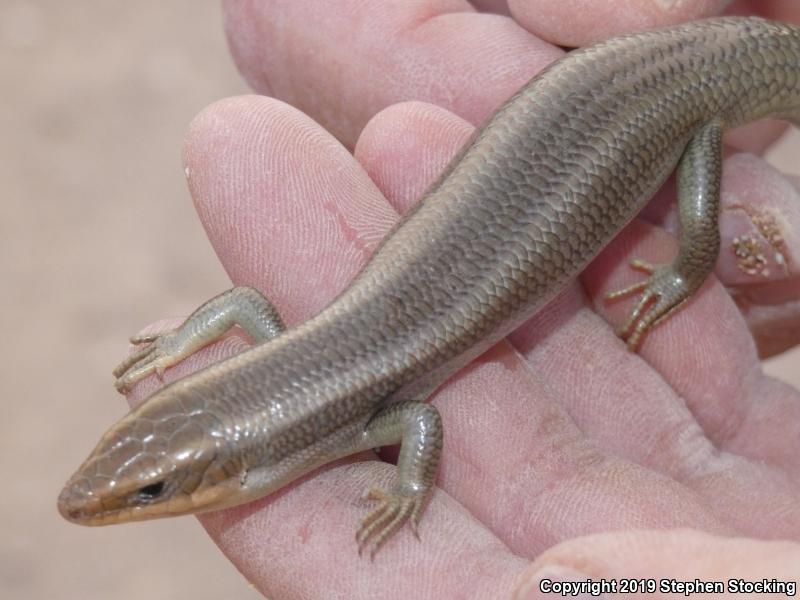 Western Redtail Skink (Plestiodon gilberti rubricaudatus)