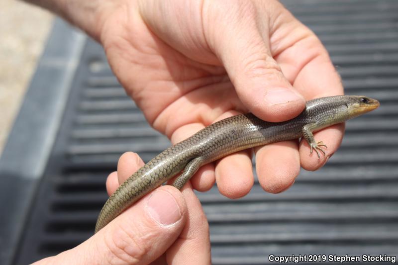 Western Redtail Skink (Plestiodon gilberti rubricaudatus)