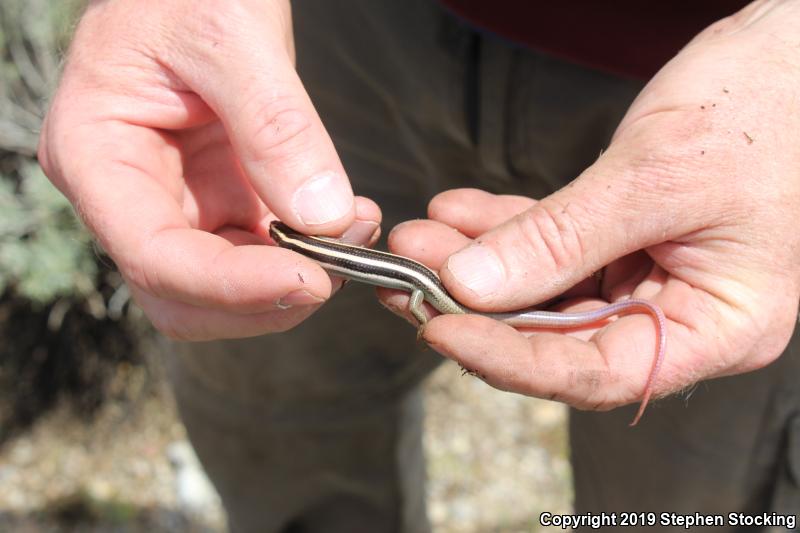 Western Redtail Skink (Plestiodon gilberti rubricaudatus)