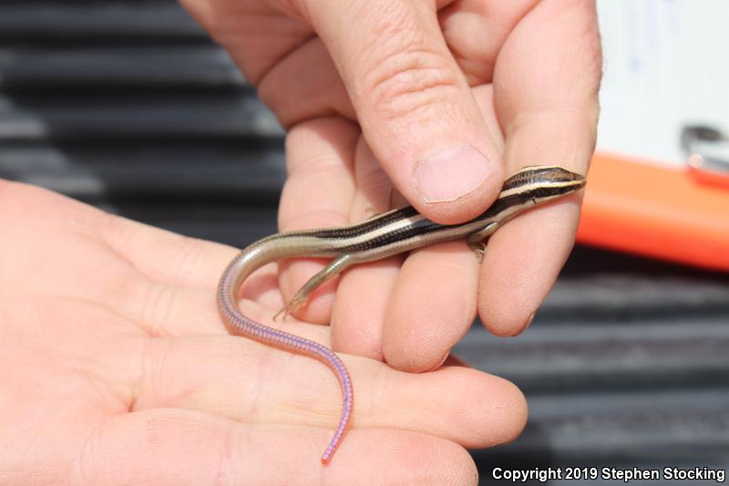 Western Redtail Skink (Plestiodon gilberti rubricaudatus)