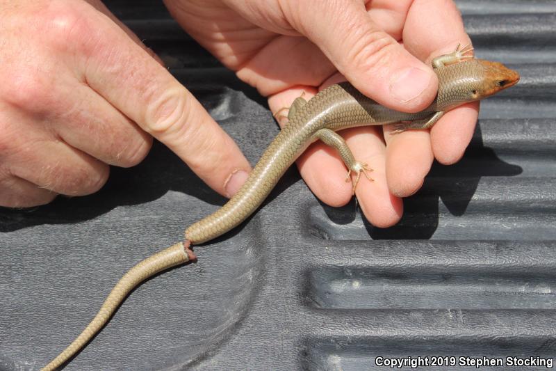 Western Redtail Skink (Plestiodon gilberti rubricaudatus)