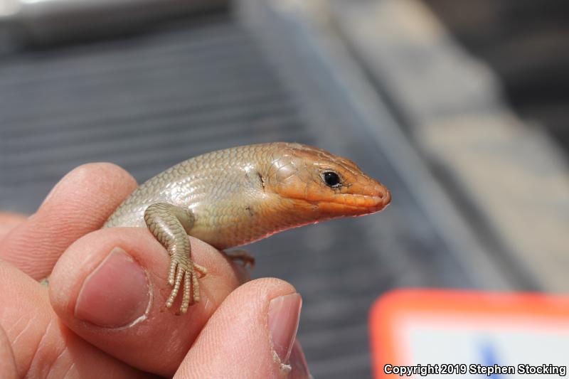 Western Redtail Skink (Plestiodon gilberti rubricaudatus)