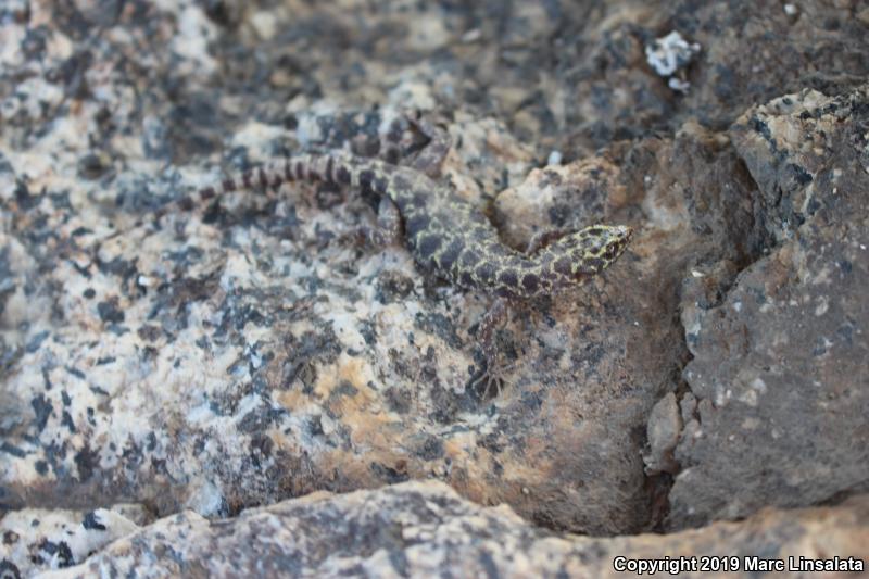 Granite Night Lizard (Xantusia henshawi)