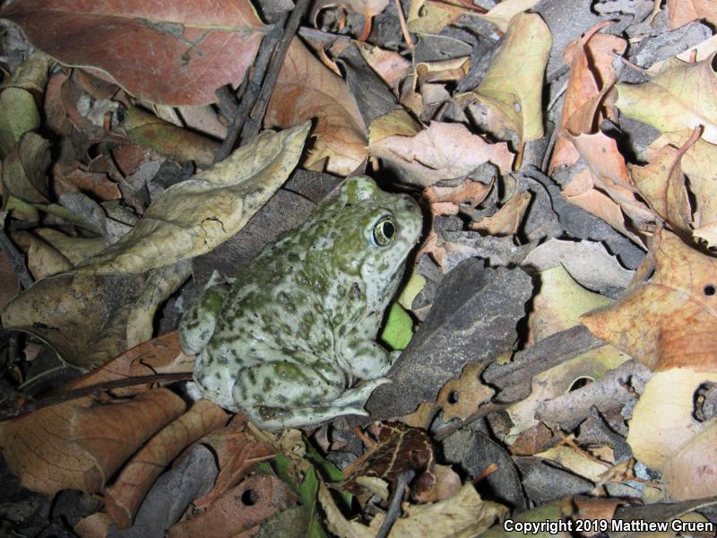 Western Spadefoot (Spea hammondii)